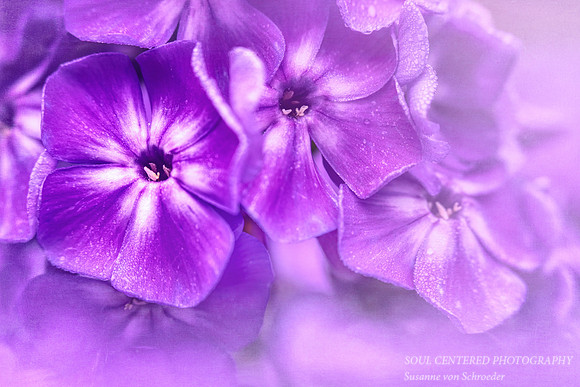 Purple Phlox macro
