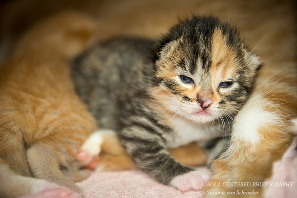 Kitten, Indigo 2