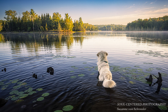 Shanti watching a beaver swimming in a lake 1