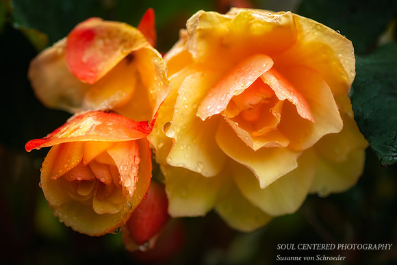 Orange Begonia with rain drops