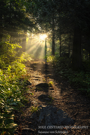 Sunlight streaming through a forest, June '23