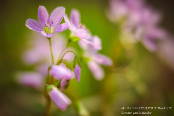 Springbeauty