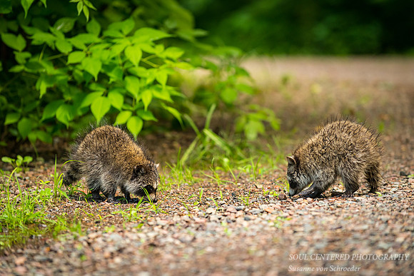 Two baby raccoons 2