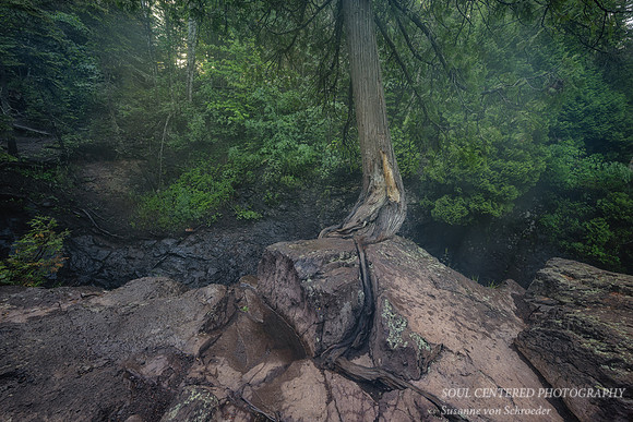 Along the Cascade river, Tree roots, June '23