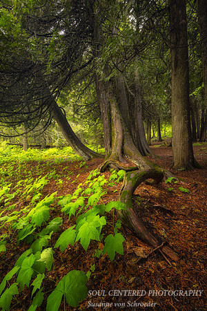 A group of Cedar Trees & Thimbleberry leaves, June 2023 1