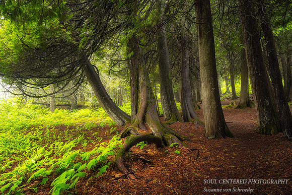 A group of Cedar Trees & Thimbleberry leaves, June 2023 2