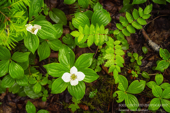 Northwoods textures, Bunchberry
