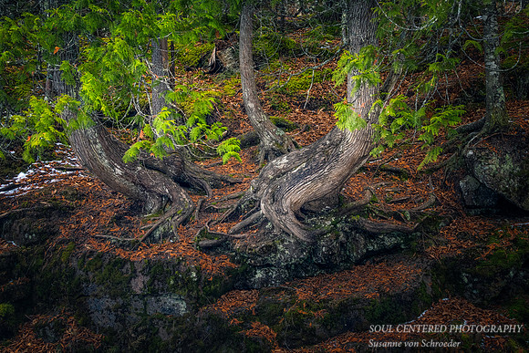 Cedar Trees and roots