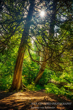 Sun star amongst cedar trees