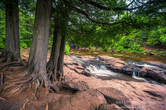 Cedar trees at Upper Falls