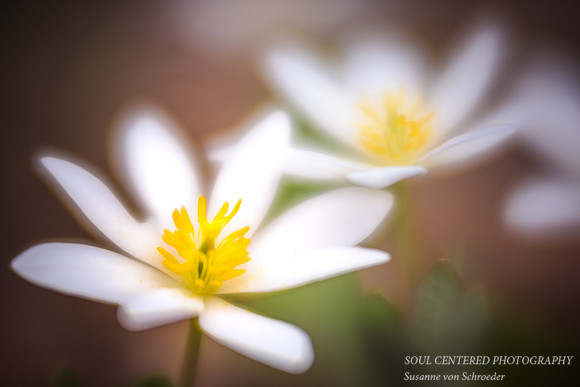 Bloodroot 3