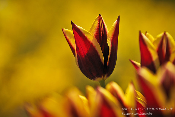 Tulip, red & yell. 2