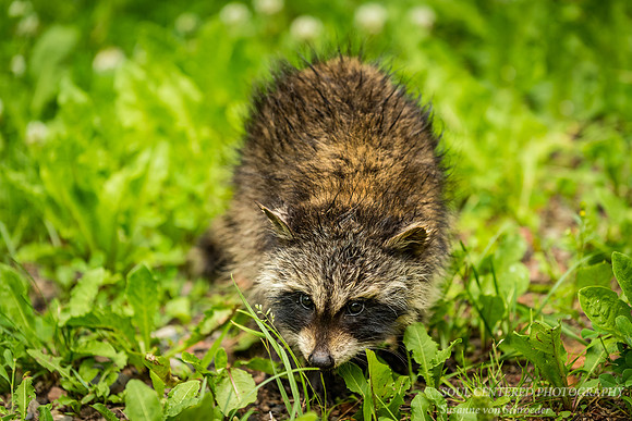 Baby raccoon