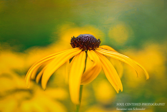 Rudbeckia, painterly