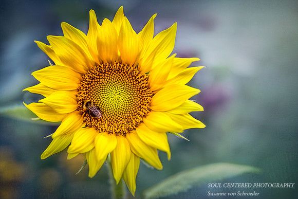 Sunflower with bee