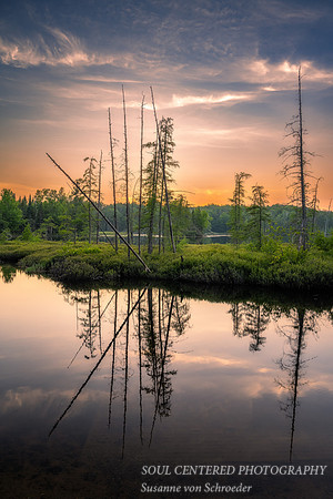 Solstice evening colors, bog, 2023