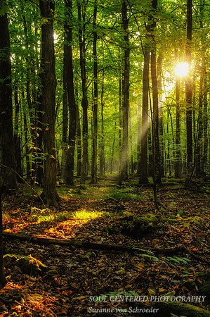 Morning sun in forest