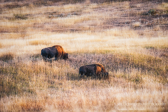 Two bisons in evening light