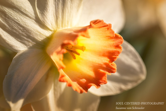 Daffodil, orange & white 4