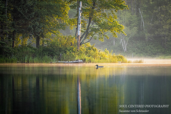 Loon in golden light