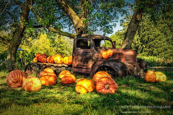 Pumpkin display