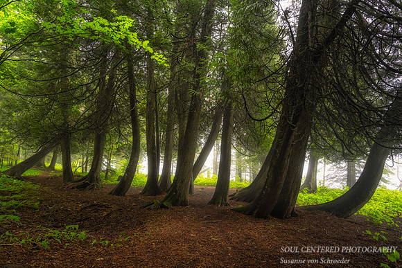 A group of Cedar Trees, June 2023 1