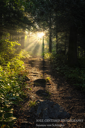 Sunlight streaming through a forest, June '23