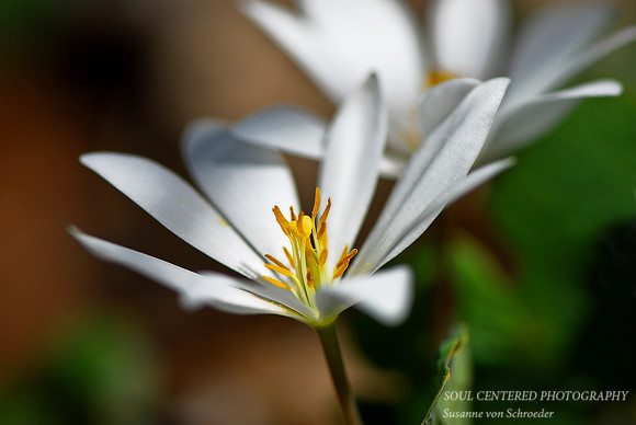 Bloodroot 1