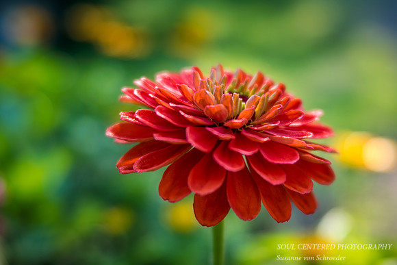 Orange Zinnia