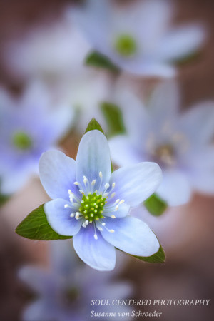 Hepatica 2