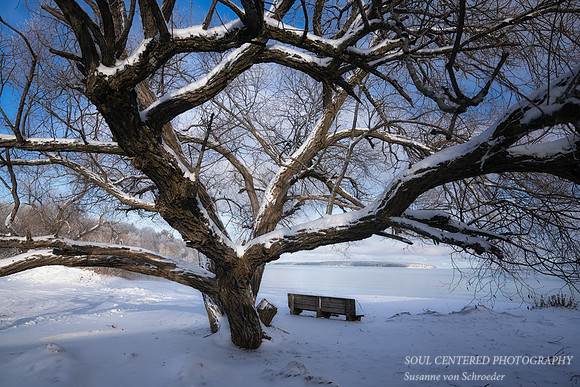 Snow covered Willow tree, Bayfield, WI