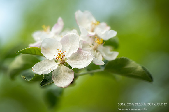 Apple blossoms, May '23 3