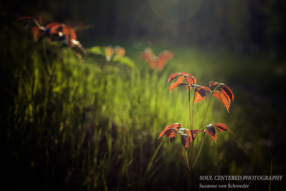 Wild Sarsaparilla emerging