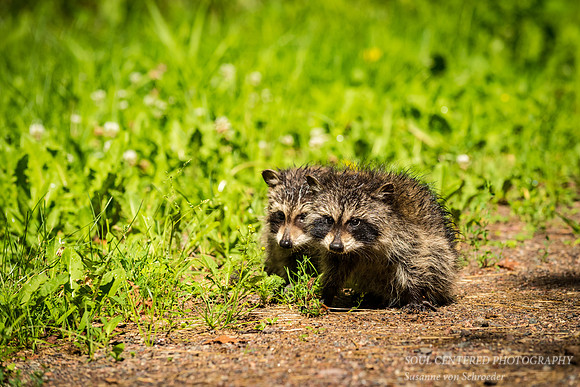 Two baby raccoons 1