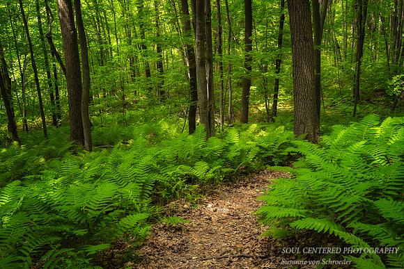 A path through the woods, ferns