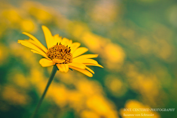 Heliopsis, painterly