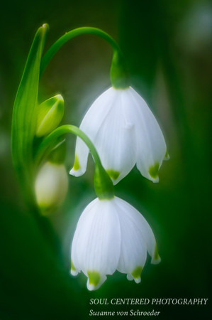 Leukojum1