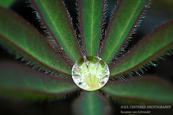Lupine leaf w. drop