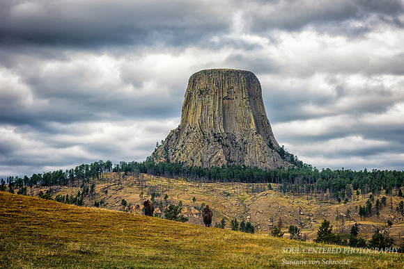 Devils Tower with 2 bisons