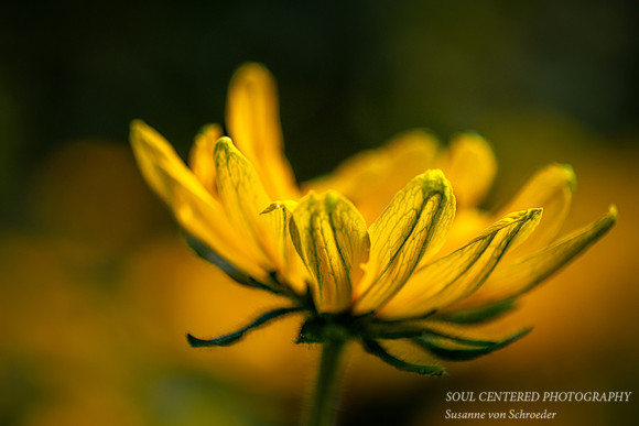 Rudbeckia in morning light
