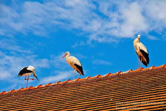 Storks