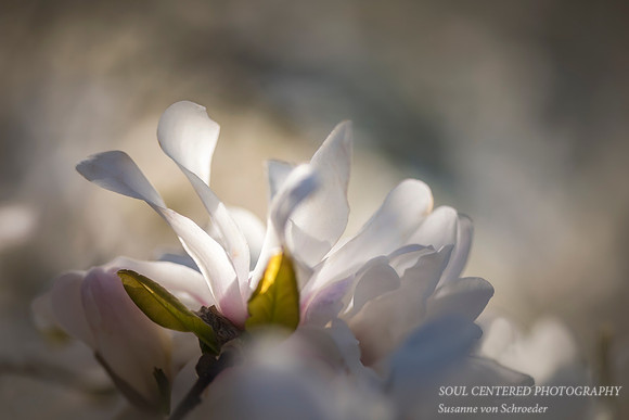 Magnolia flower petals, white