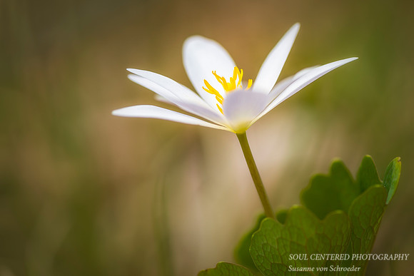Bloodroot with leaf