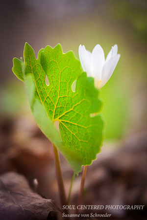 Bloodroot leaf