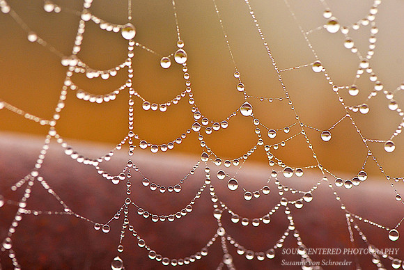 Spiderweb 2