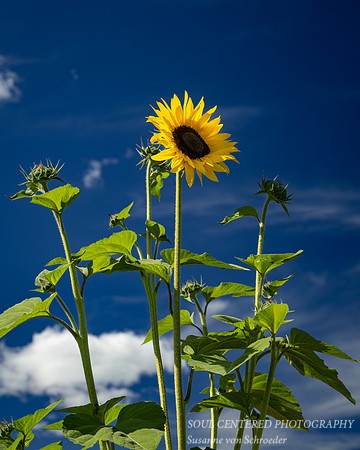 Sunflowers against blue sky