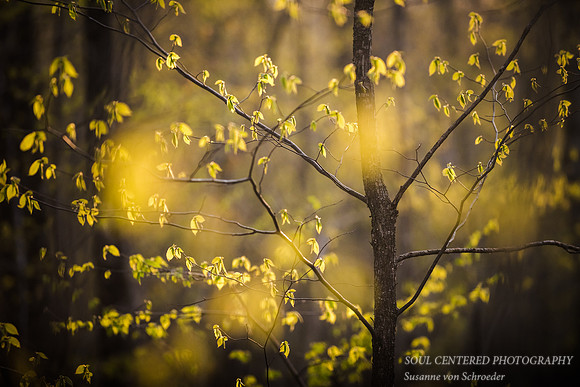 Light in the spring forest