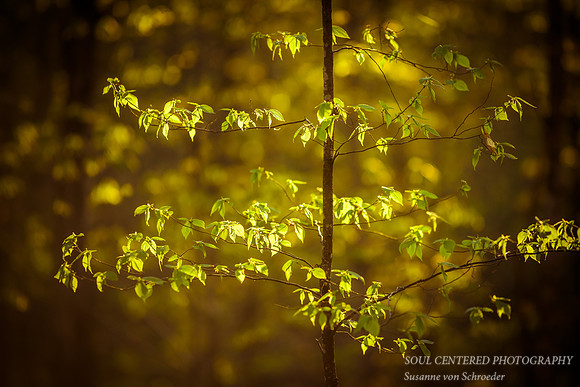 Spring leaves in morning light