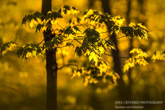 Maple leaves in morning light