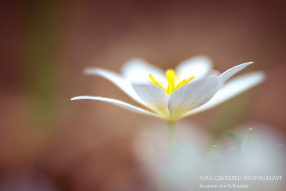 Bloodroot 2, '16